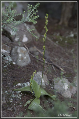 Habenaria tridactylites