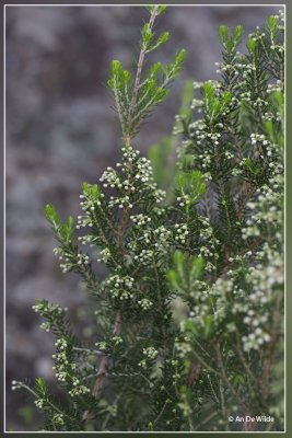 Boomhei - Erica arborea