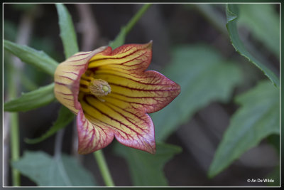 Canarisch klokje - Canarina canariensis