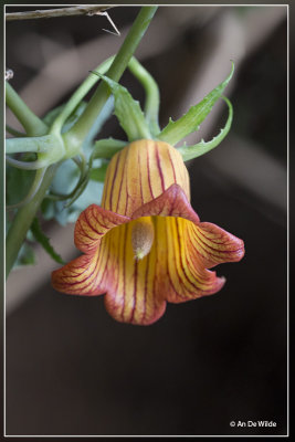 Canarisch klokje - Canarina canariensis