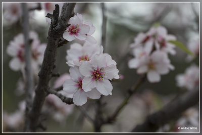 Amandelboom - Prunus dulcis