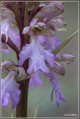 Himantoglossum metlesicsianum