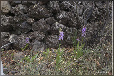 Himantoglossum metlesicsianum