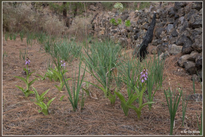 Himantoglossum metlesicsianum