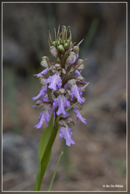 Himantoglossum metlesicsianum