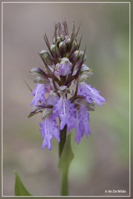 Himantoglossum metlesicsianum