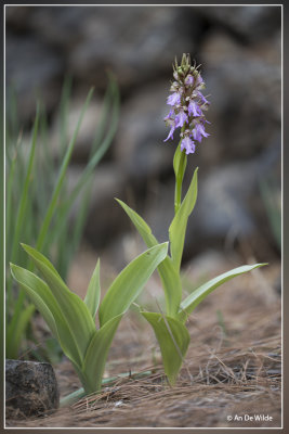 Himantoglossum metlesicsianum