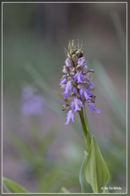 Himantoglossum metlesicsianum