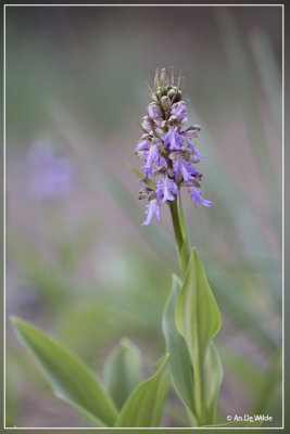 Himantoglossum metlesicsianum