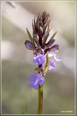 Himantoglossum metlesicsianum