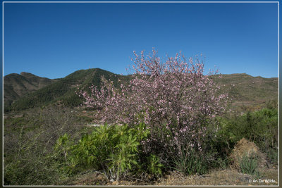 Amandelboom - Prunus dulcis