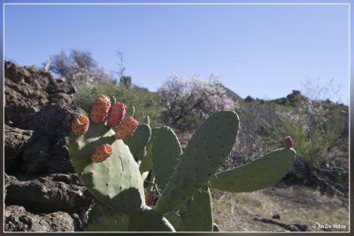 Vijgcactus - Opuntia ficus-indica 