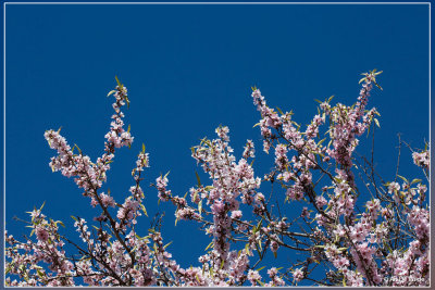 Amandelboom - Prunus dulcis
