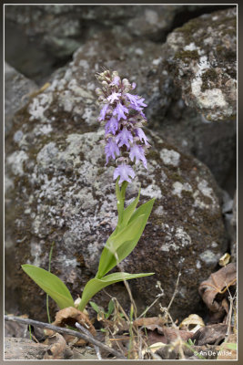 Himantoglossum metlesicsianum