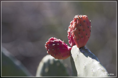 Vijgcactus - Opuntia ficus-indica 