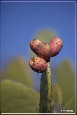 Vijgcactus - Opuntia ficus-indica 