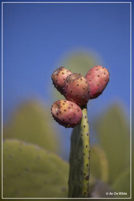 Vijgcactus - Opuntia ficus-indica