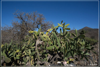 Vijgcactus - Opuntia ficus-indica 