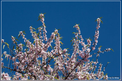 Amandelboom - Prunus dulcis