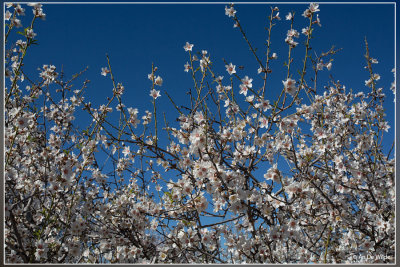 Amandelboom - Prunus dulcis