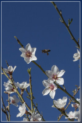 Amandelboom - Prunus dulcis