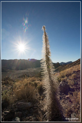 Echium wildpretii