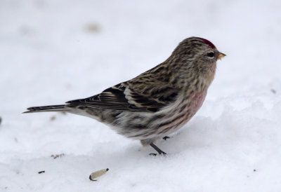 Common Redpoll