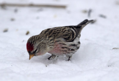 Common Redpoll 