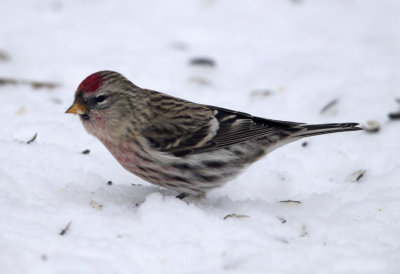 Common Redpoll