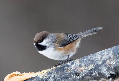 Boreal Chickadee