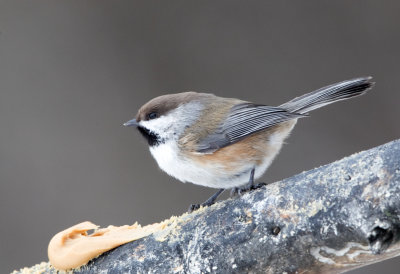 Boreal Chickadee