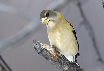 Evening Grosbeak (female)