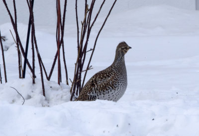 Sharp Tailed Grouse