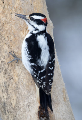 Hairy Woodpecker