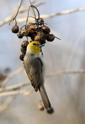 Verdin