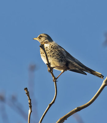 Fieldfare