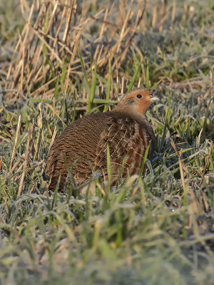 Grey Partridge