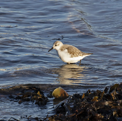 Sanderling