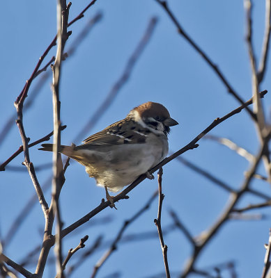 :: Tree Sparrow ::