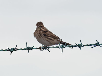 Reed Bunting