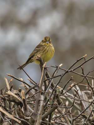 Yellowhammer