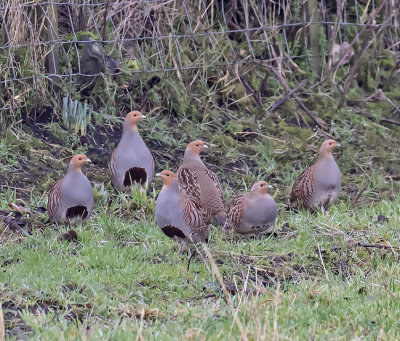 :: Grey Partridge ::