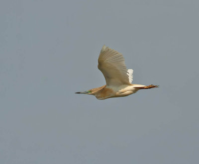 Squacco Heron