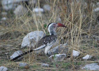 Red-billed Hornbill