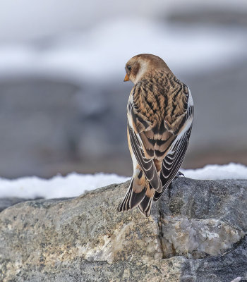 Snow Bunting