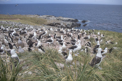 Black-browed Albatross
