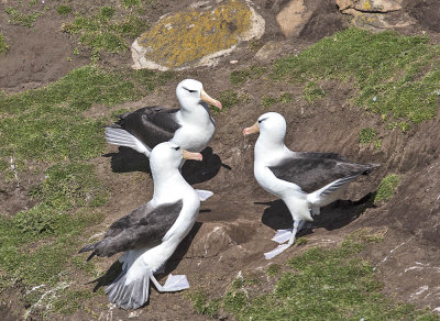 Black-browed Albatross
