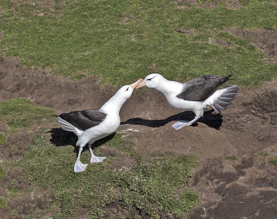Black-browed Albatross