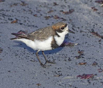 Two-banded Plover