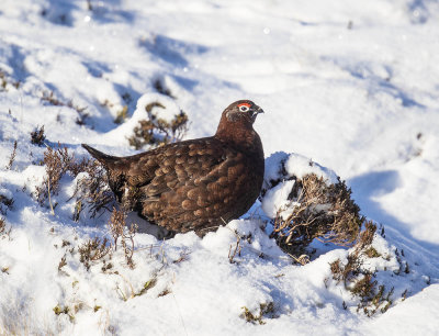 Red Grouse